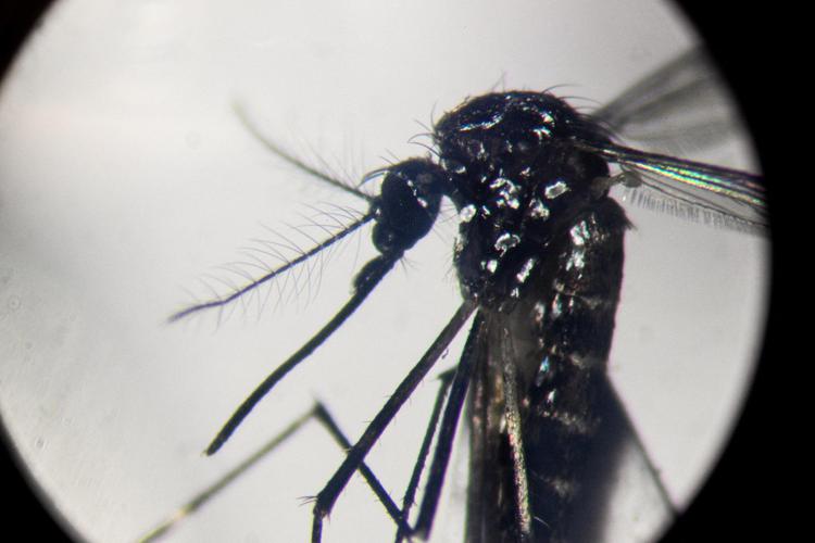 Zanzara vettore del virus Dengue - Afp